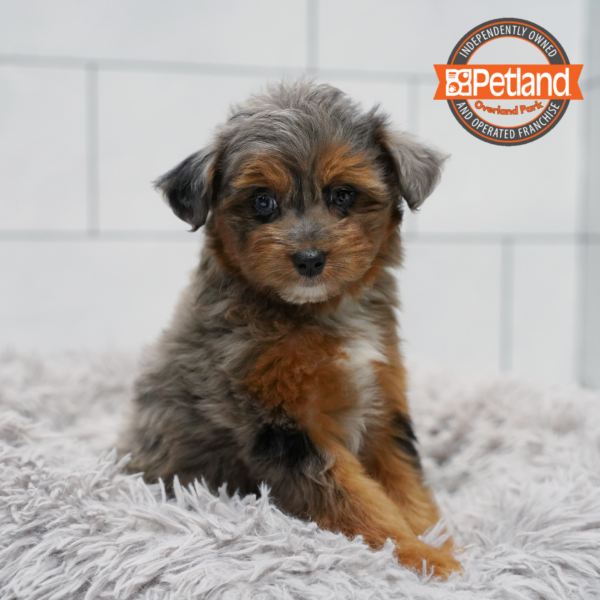 [#261455-03] Blue Merle F Aussiedoodle Mini Puppies for Sale