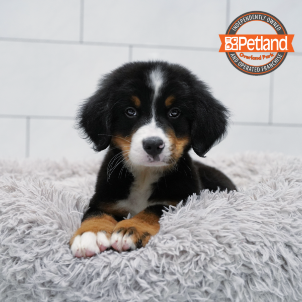 [#261391-04] Black M Bernese Mountain Dog Puppies for Sale