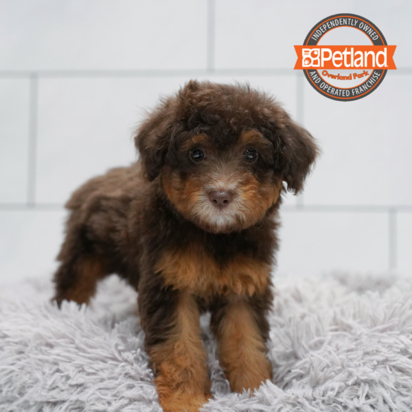 [#2620-05] Chocolate / Tan F Poodle Mini/Bichapoo Puppies for Sale