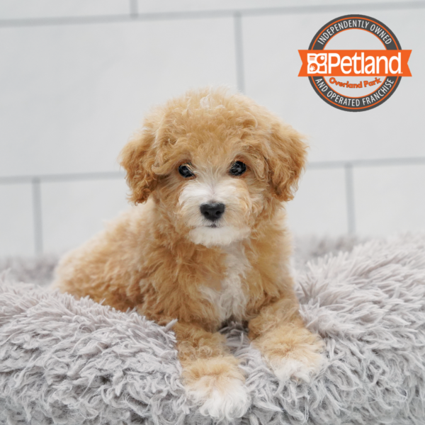 [#2620-06] Buff F Poodle Mini/Bichapoo Puppies for Sale