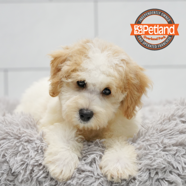 [#261551-02] White M Bichapoo Puppies for Sale
