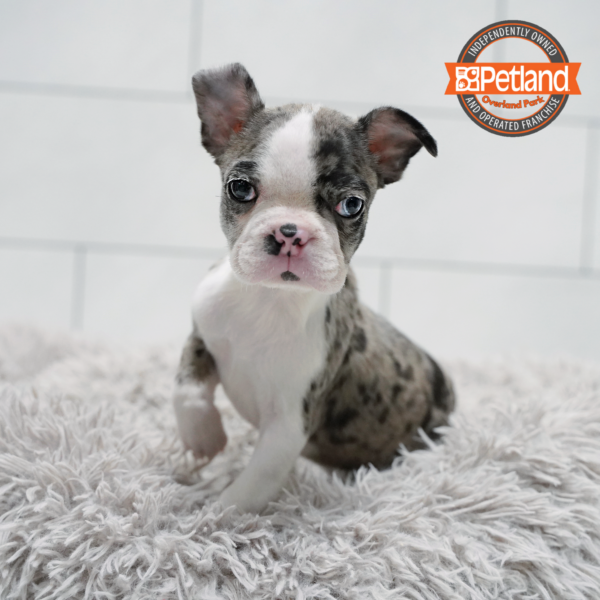 [#261652-01] Blue Merle / White F Boston Terrier Puppies for Sale