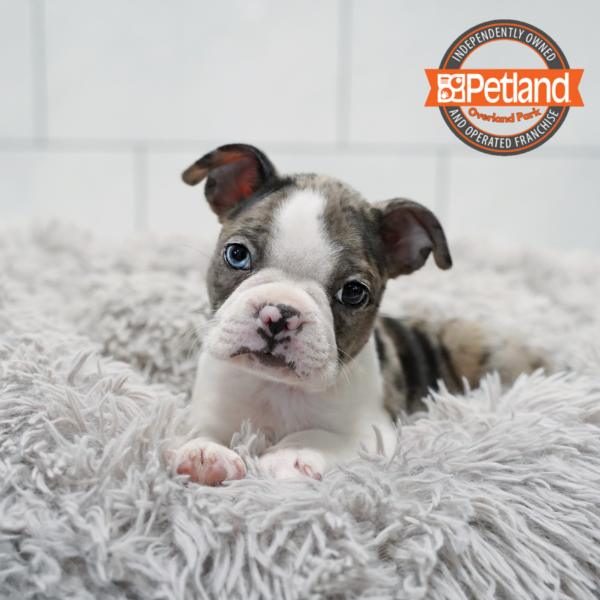[#261433-04] Blue Merle / White M Boston Terrier Puppies for Sale