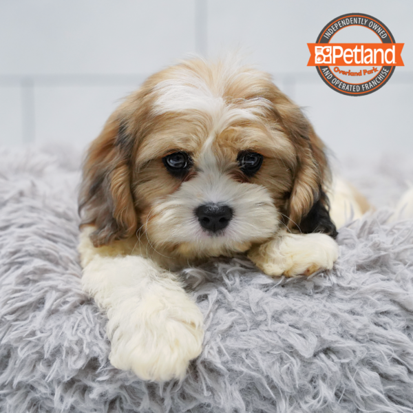 [#261407-02] Chocolate Merle M Cavachon Puppies for Sale