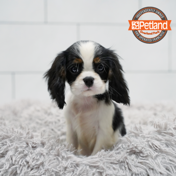 [#261527-04] Tri-Colored F Cavalier King Charles Spaniel Puppies for Sale