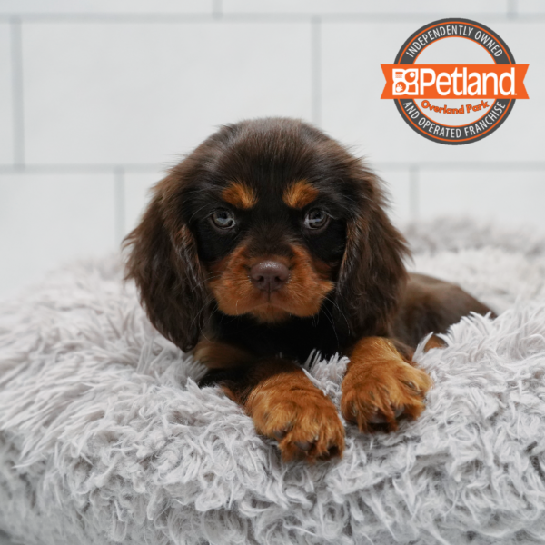 [#261710-04] Chocolate M Cavalier King Charles Spaniel Puppies for Sale