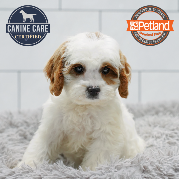 [#261488-04] White M Cavapoo Puppies for Sale