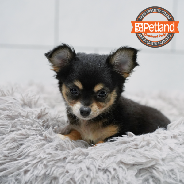 [#261437-03] Black F Chihuahua Puppies for Sale