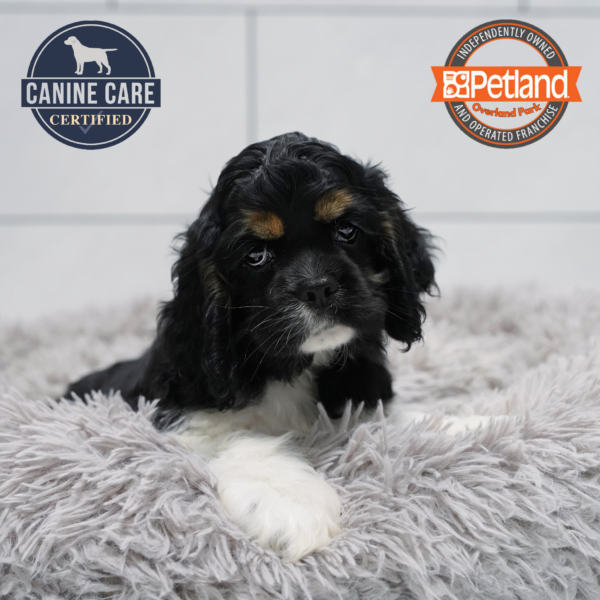 [#261549-02] Black White / Tan M Cocker Spaniel Puppies for Sale