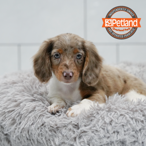 [#261642-03] Chocolate / White F Dachshund Puppies for Sale