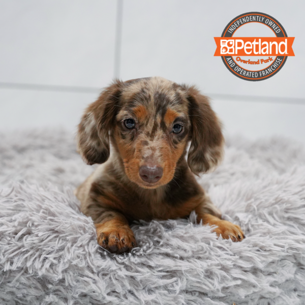[#261381-01] Chocolate F Dachshund Puppies for Sale