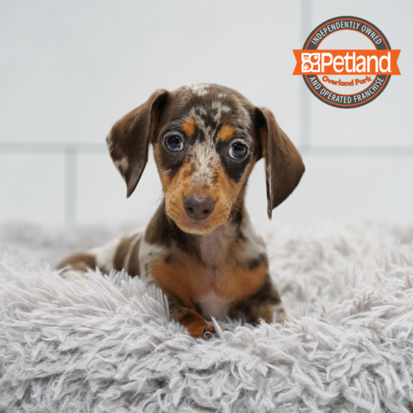 [#2628-01] Chocolate Merle / Tan M Dachshund Puppies for Sale