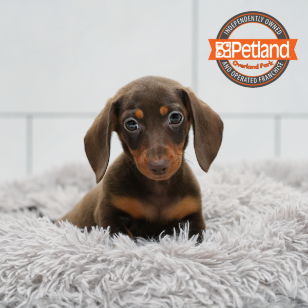[#2628-02] Chocolate / Tan M Dachshund Puppies for Sale
