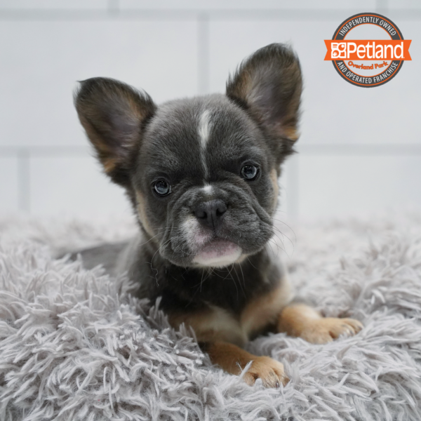 [#261749-04] Blue F French Bulldog Puppies for Sale