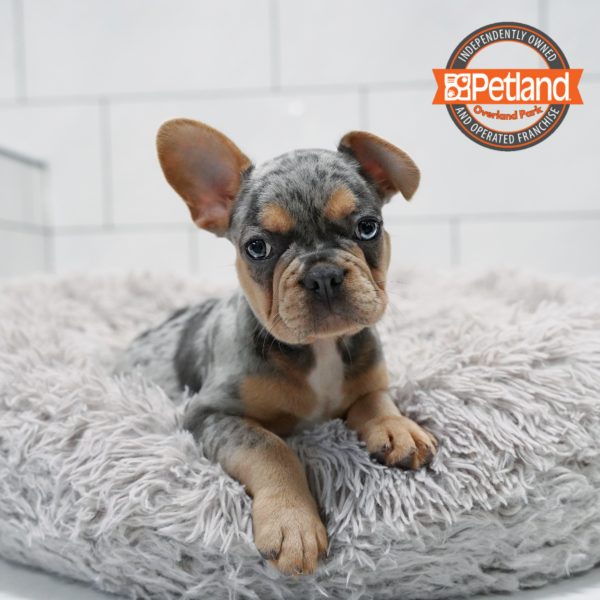 [#261351-01] Merle M French Bulldog Puppies for Sale