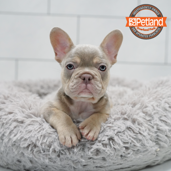 [#261510-02] Lilac / Tan M French Bulldog Puppies for Sale