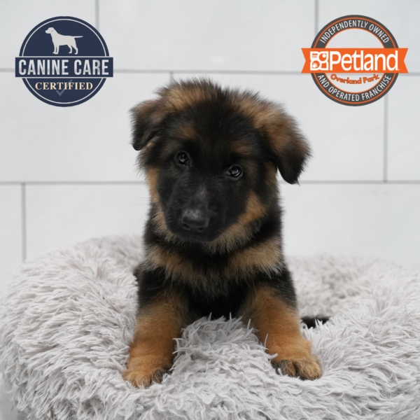 [#261441-02] Black / Tan M German Shepherd Dog Puppies for Sale