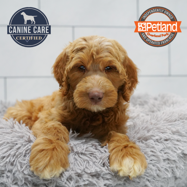 [#261617-04] Golden F Goldendoodle 2nd Gen Puppies for Sale