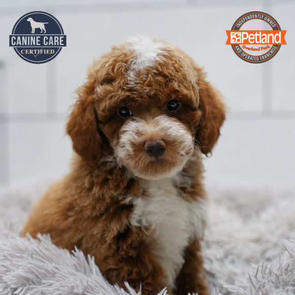 [#261625-04] Apricot M Goldendoodle Mini 2nd Gen Puppies for Sale