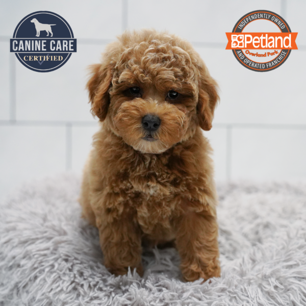 [#261626-05] Apricot F Goldendoodle Mini 2nd Gen Puppies for Sale