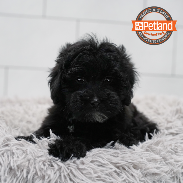 [#261396-02] Black M Havapoo Puppies for Sale