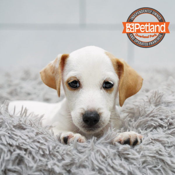 [#261430-03] White M Jack Russell Terrier Puppies for Sale