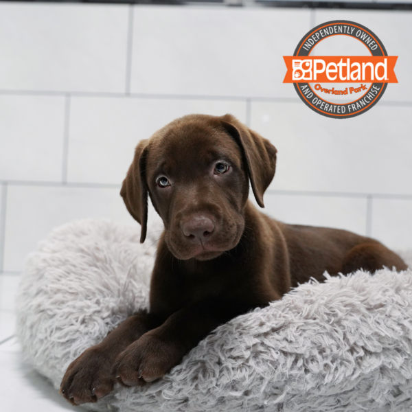 [#261774-02] Chocolate M Labrador Retriever Puppies for Sale
