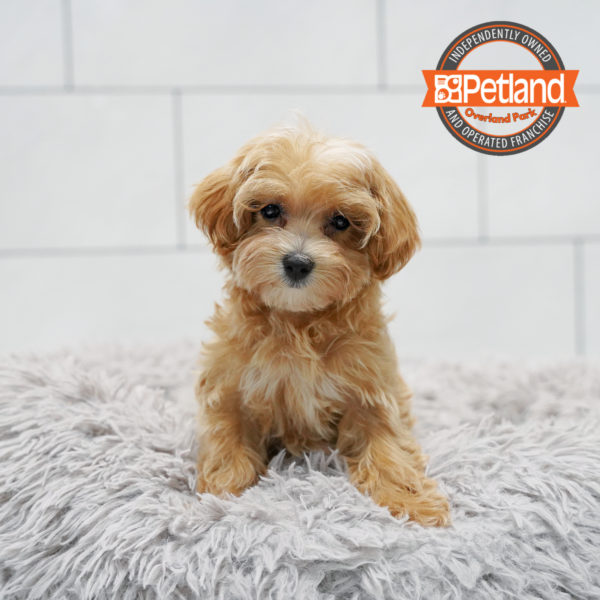 [#261436-05] Apricot F Maltipoo Puppies for Sale