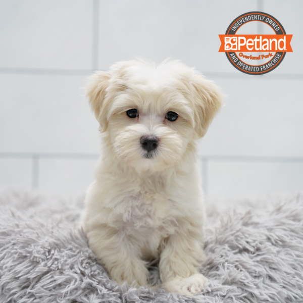 [#261603-05] Cream F Maltipoo Puppies for Sale