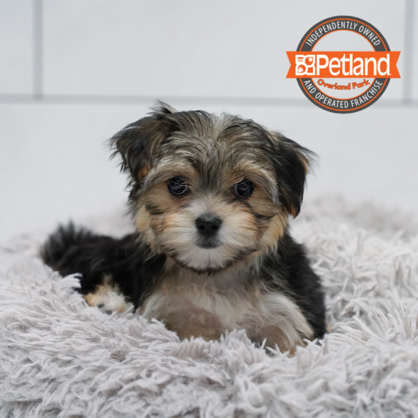 [#2630-03] Black / Tan F Yorkie/Maltese Puppies for Sale