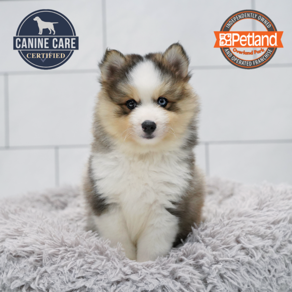[#261325-05] Gray / White M Pomsky Puppies for Sale