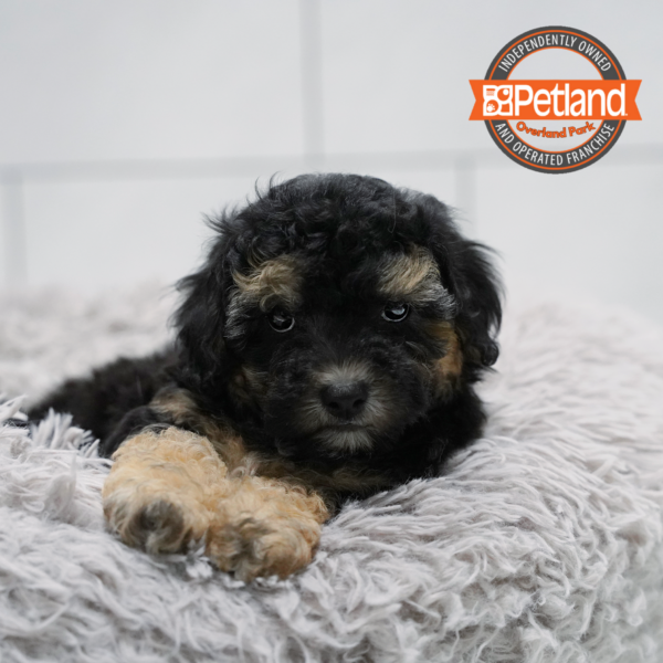 [#2618-06] Black / Tan F Poodle Mini/Bichon Frise Puppies for Sale