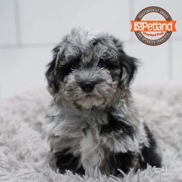 [#2618-02] Merle M Poodle Mini/Bichon Frise Puppies for Sale