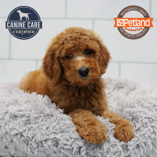 [#261613-02] Red M Poodle Standard Puppies for Sale
