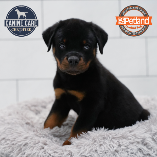 [#261270-05] Black / Tan M Rottweiler Puppies for Sale