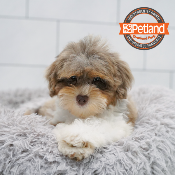 [#261235-02] Chocolate Merle M Schnoodle Puppies for Sale