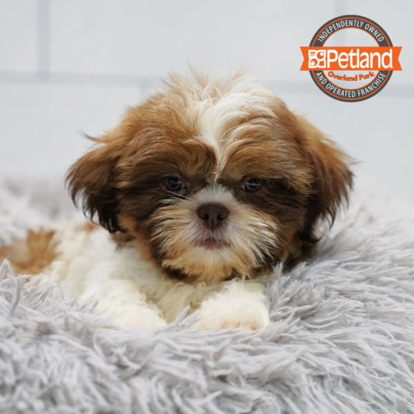 [#261517-01] Brindle / White M Shih Tzu Puppies for Sale