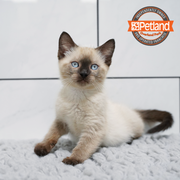 Siamese-Cat-Male---Petland Overland Park, Kansas
