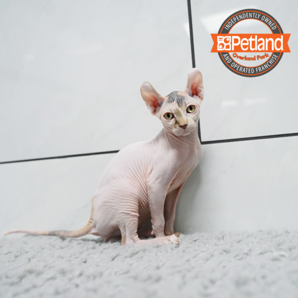 [#2615-02] F Sphynx Kittens for Sale