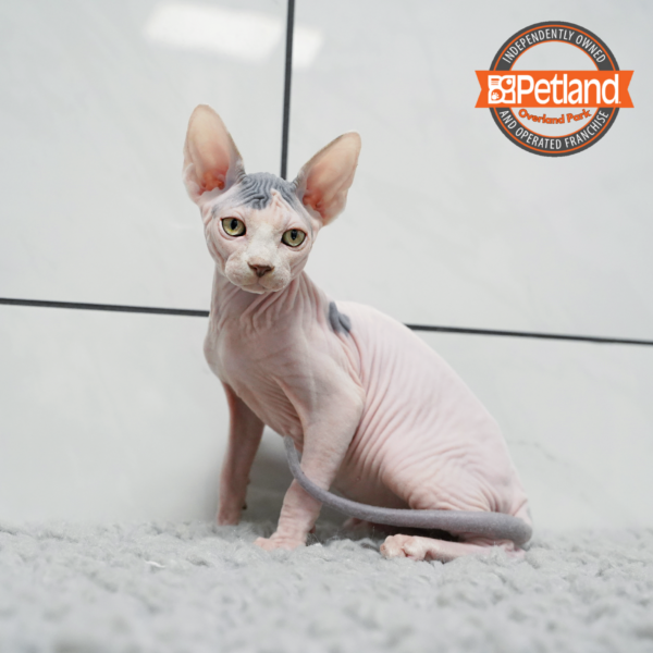 [#2615-01] M Sphynx Kittens for Sale