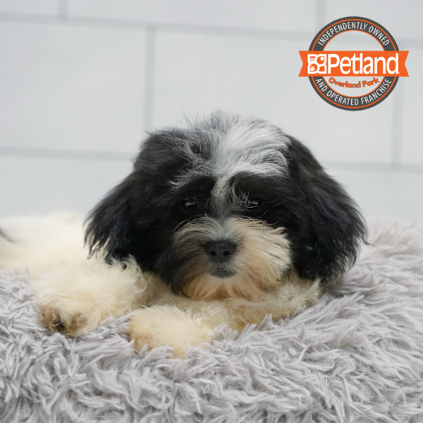 [#261364-07] White / Black F Teddy Bear Puppies for Sale