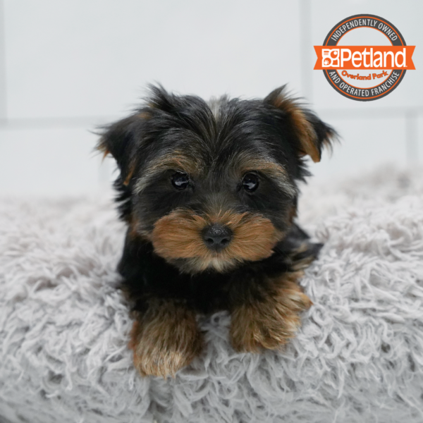 [#261608-06] Black / Tan F Yorkshire Terrier Puppies for Sale