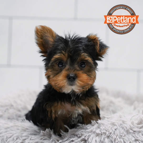 [#261638-01] Black / Tan M Yorkshire Terrier Puppies for Sale