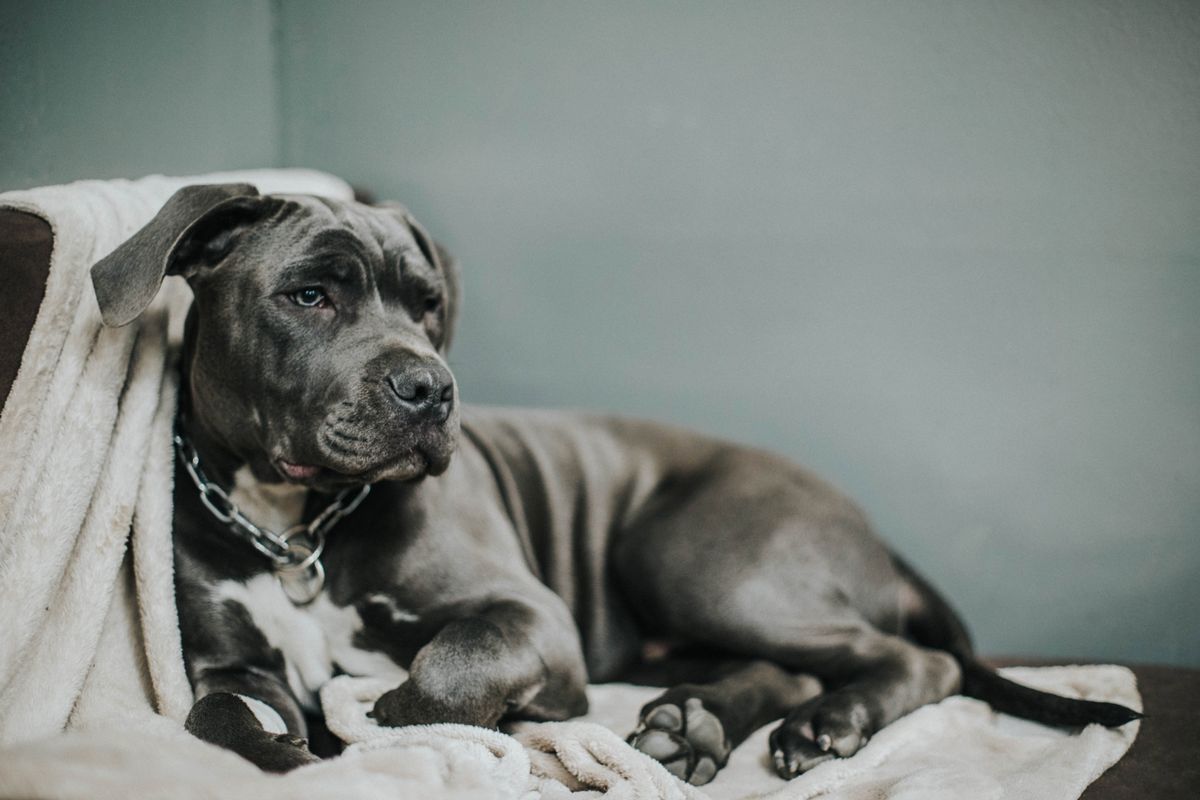Cane Corso vs Mastiff: Which Giant Breed Fits Your Home?