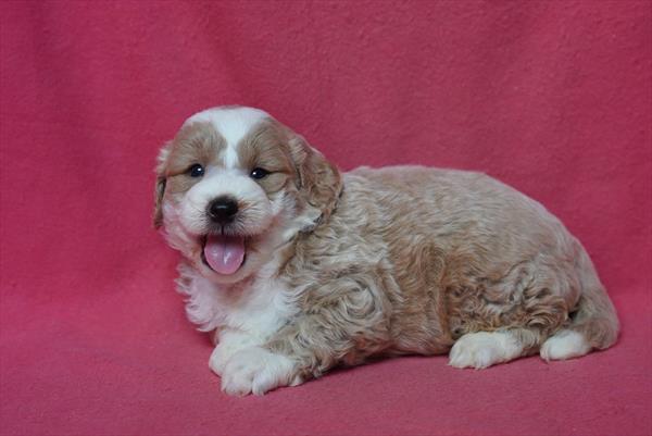[#261738-04] Apricot / White M Goldendoodle Mini 2nd Gen Puppies for Sale