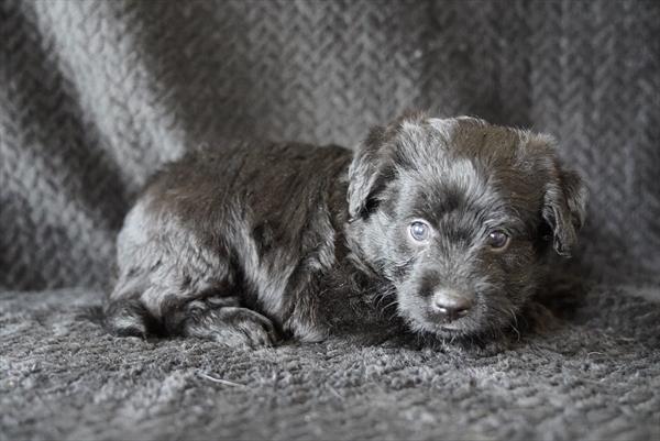 [#261757-03] Black M Labradoodle Mini Puppies for Sale