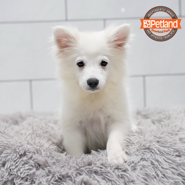[#261590-02] White M American Eskimo Dog Puppies for Sale