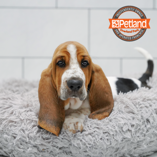 [#261952-03] Tricolor M Basset Hound Puppies for Sale