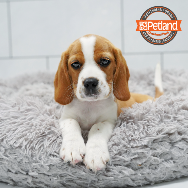 [#262304-02] Lemon M Beaglier Puppies for Sale