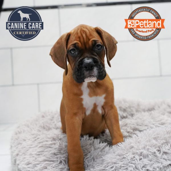 [#262011-03] Mahogany M Boxer Puppies for Sale